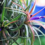 air plants