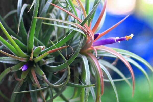 air plants