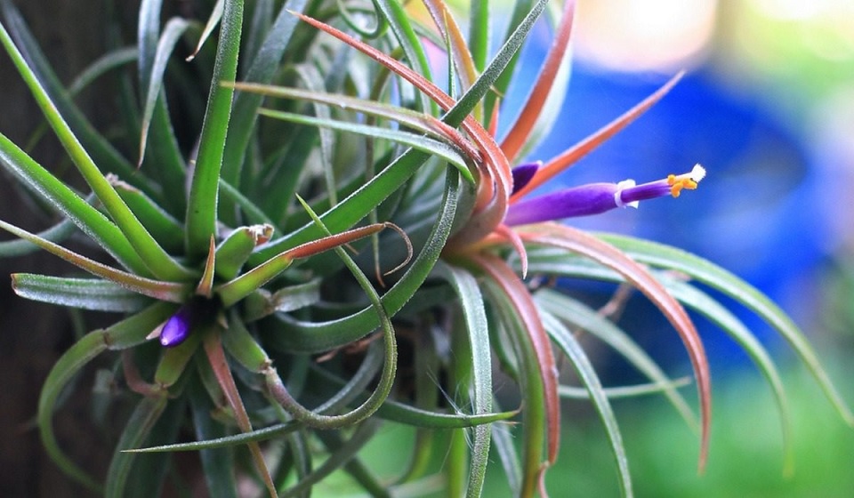 air plants