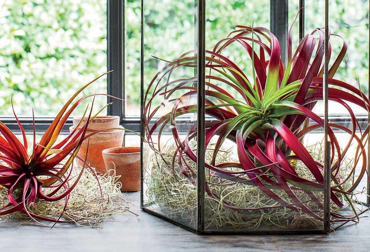 air plants