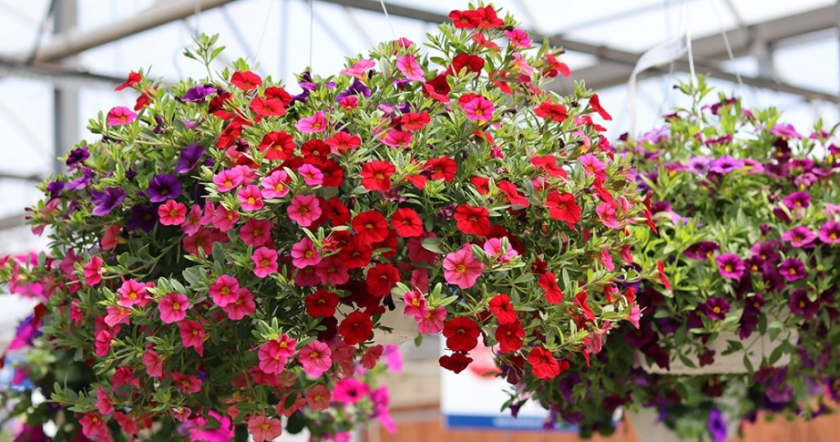 hanging plants
