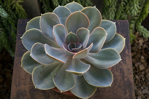 succulent plants