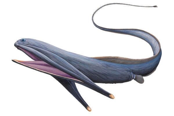 pelican eel