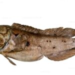 black jawfish