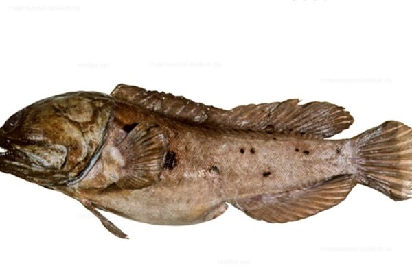 black jawfish