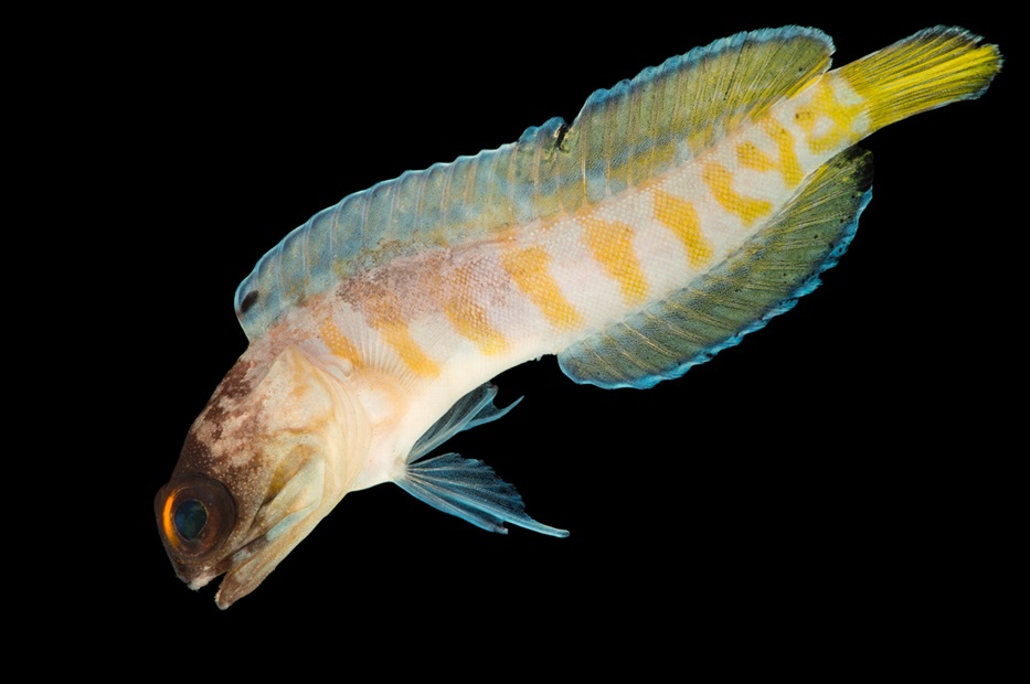 black jawfish