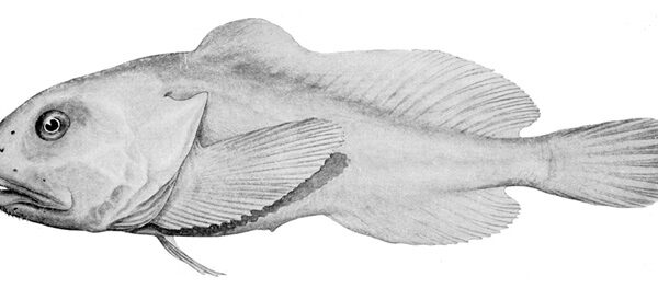 psychrolutes marcidus