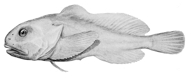 psychrolutes marcidus