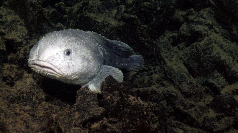 psychrolutes marcidus