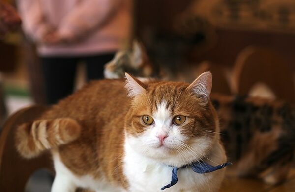 munchkin cat