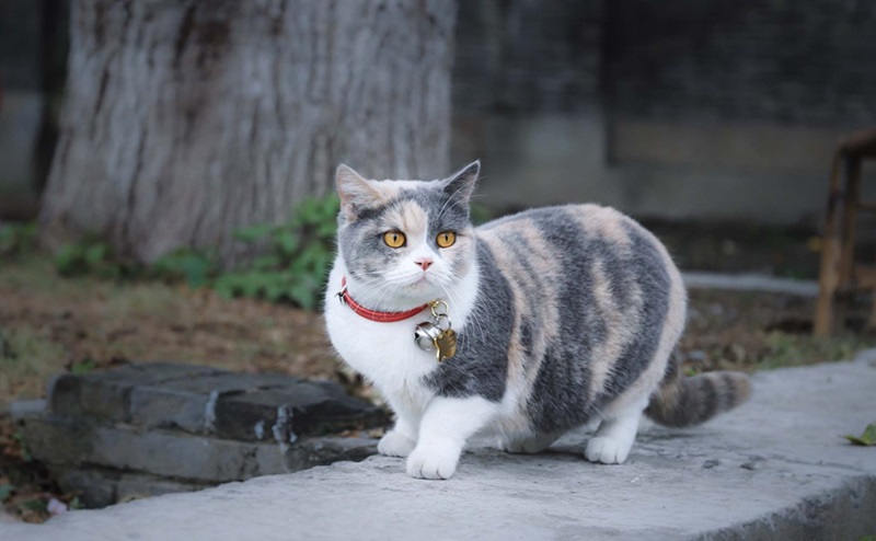 munchkin cat