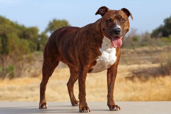 pitbull dog