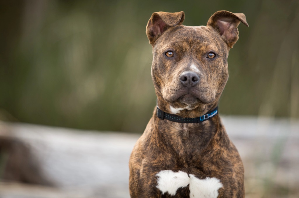 pitbull dog