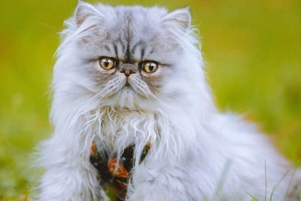persian cat