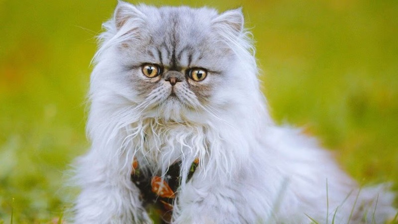 persian cat
