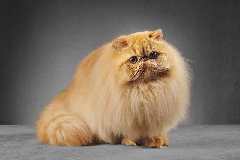 persian cat