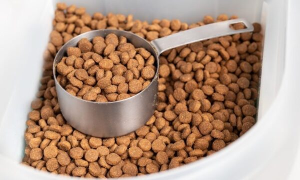 dog food