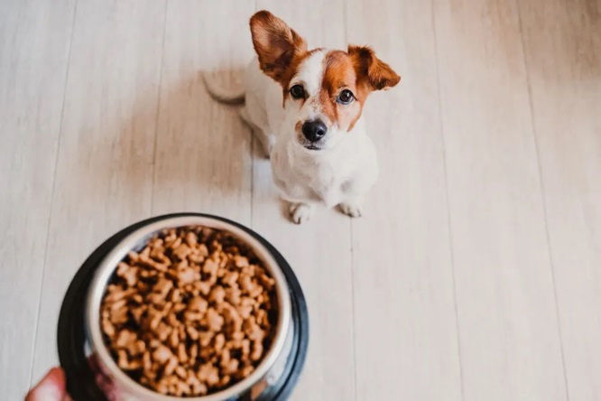 dog food