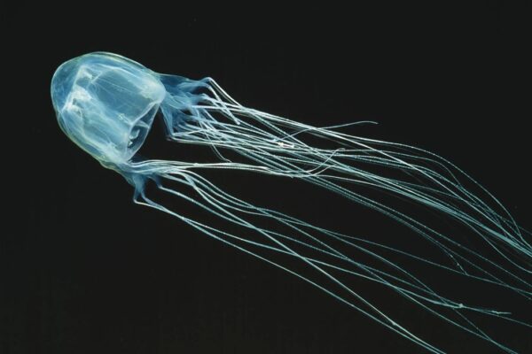 box jellyfish