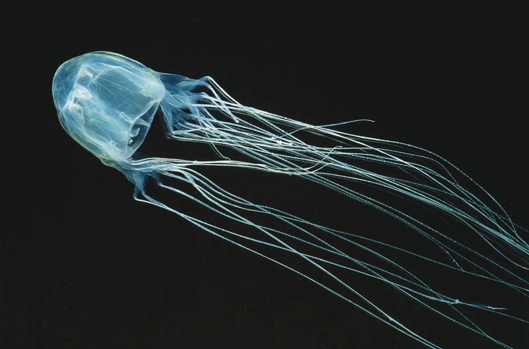 box jellyfish