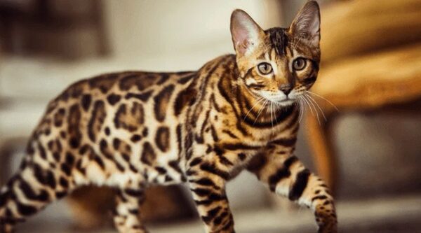 bengal cat