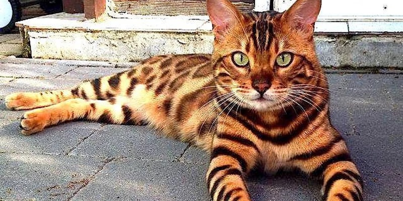 bengal cat