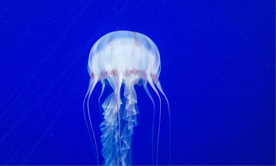 box jellyfish