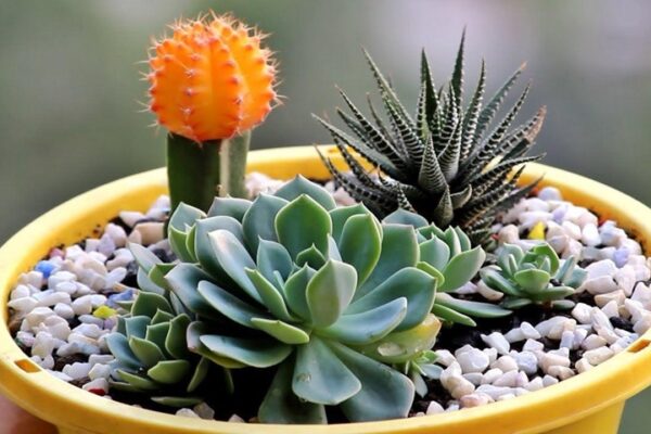 succulent plants