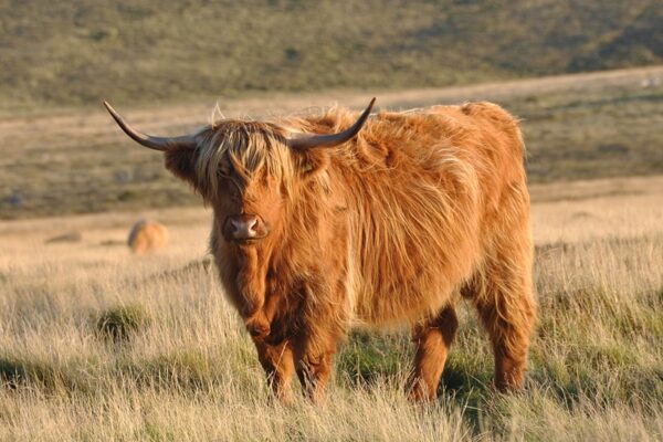 highland cow