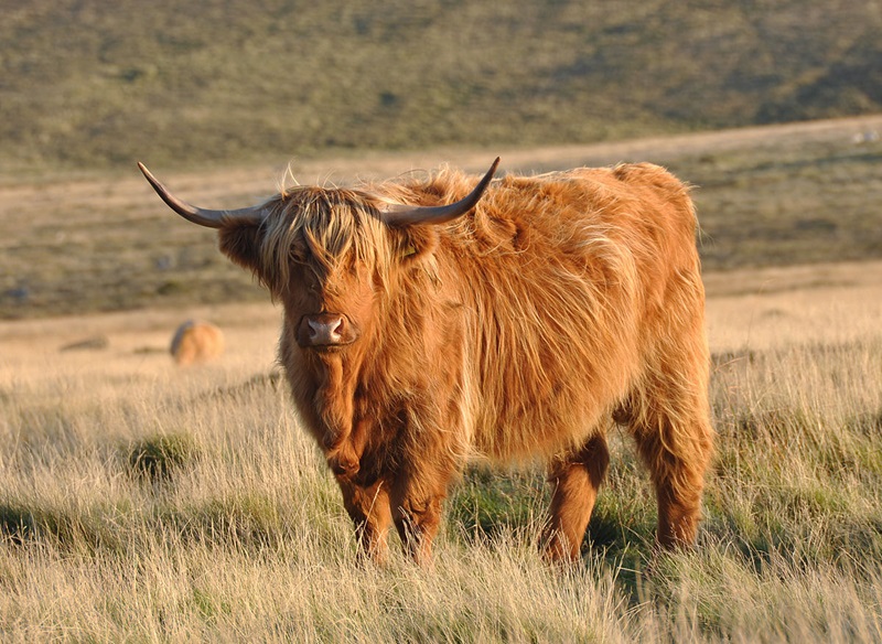 highland cow