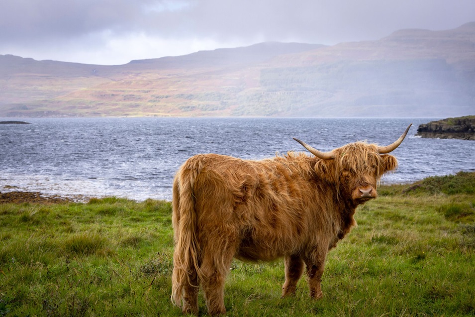 highland cow