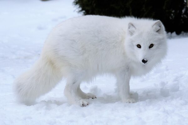 White Fox: Nature’s Beautiful Arctic Animal white fox