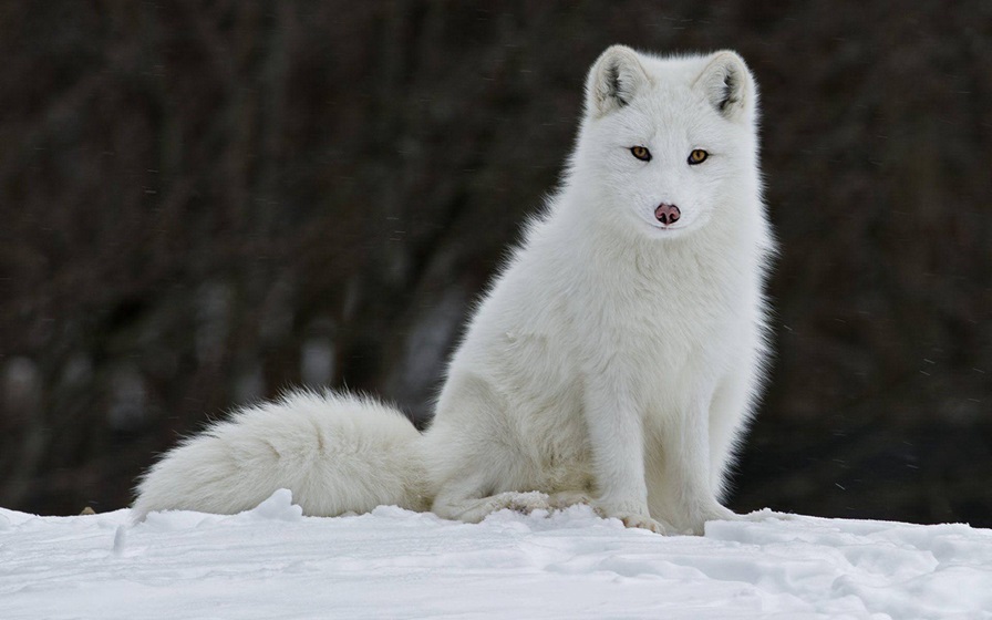 white fox