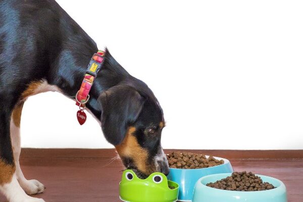 wellhealthorganic organic pet food benefits