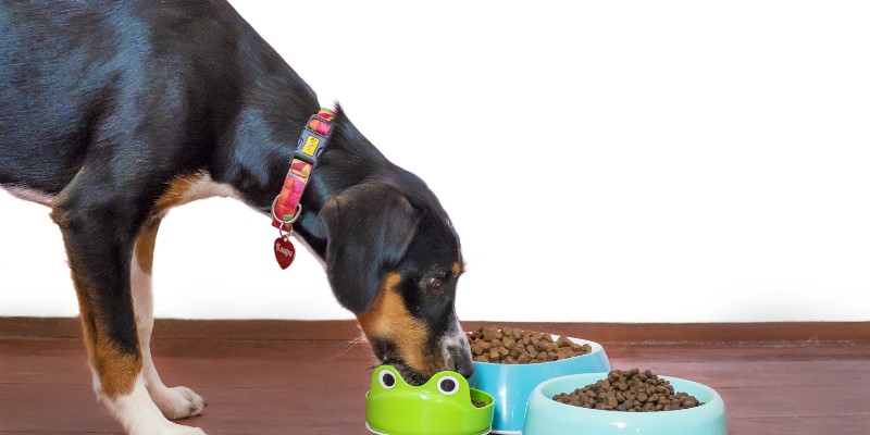 wellhealthorganic organic pet food benefits